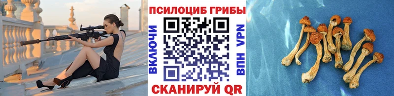 Псилоцибиновые грибы Psilocybe  Калининград 